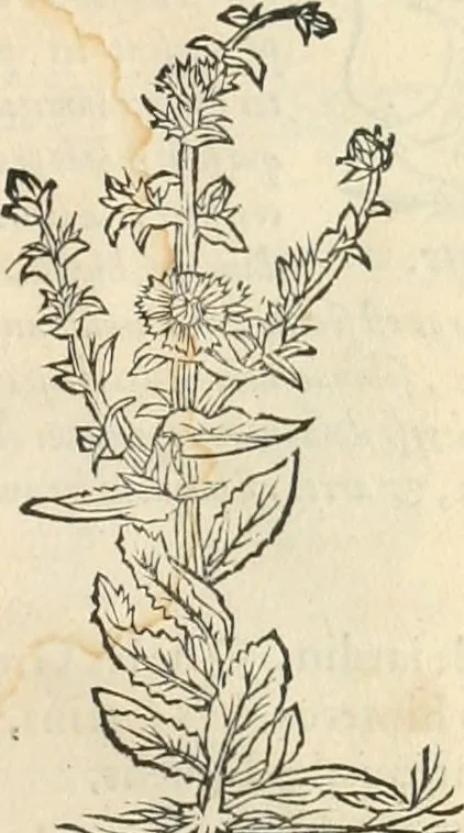 An illustration from [Les six livres de Pedacion Dioscoride d'Anazarbe de la matiere medicinale : translatez de latin en françois : a chacun chapitre sont aioustees certaines annotations fort doctes, & recueillies des plus excellens medecins, anciens, & modernes, 1553, leaf 154