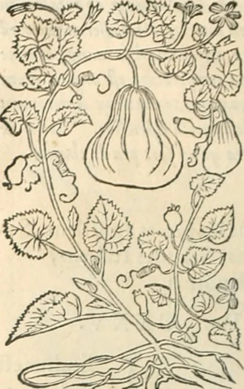 An illustration from [Les six livres de Pedacion Dioscoride d'Anazarbe de la matiere medicinale : translatez de latin en françois : a chacun chapitre sont aioustees certaines annotations fort doctes, & recueillies des plus excellens medecins, anciens, & modernes, 1553, leaf 155