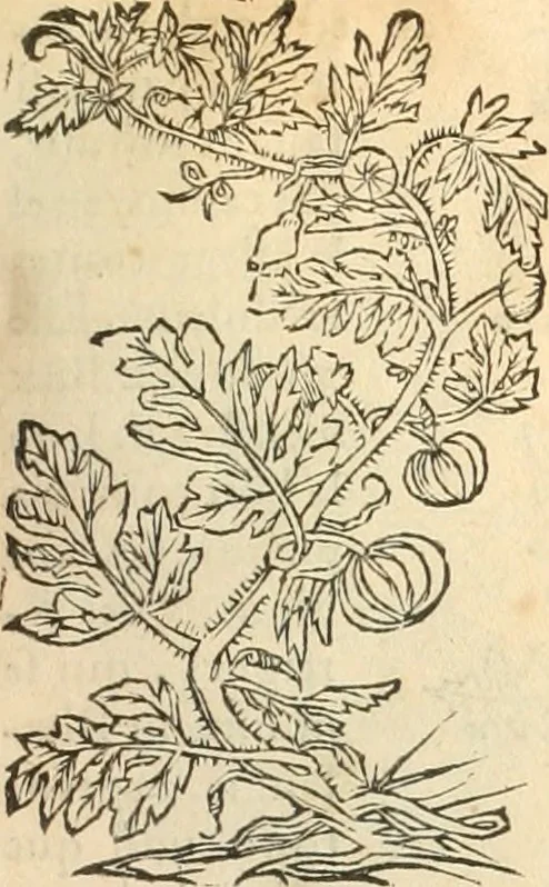 An illustration from [Les six livres de Pedacion Dioscoride d'Anazarbe de la matiere medicinale : translatez de latin en françois : a chacun chapitre sont aioustees certaines annotations fort doctes, & recueillies des plus excellens medecins, anciens, & modernes, 1553, leaf 156