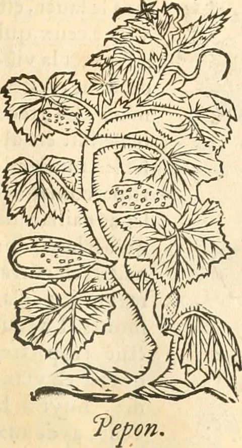 An illustration from [Les six livres de Pedacion Dioscoride d'Anazarbe de la matiere medicinale : translatez de latin en françois : a chacun chapitre sont aioustees certaines annotations fort doctes, & recueillies des plus excellens medecins, anciens, & modernes, 1553, leaf 156
