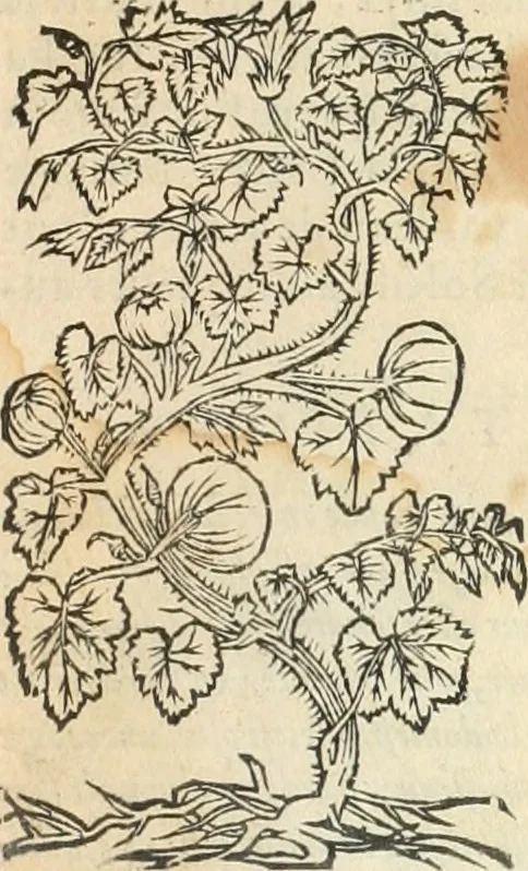 An illustration from [Les six livres de Pedacion Dioscoride d'Anazarbe de la matiere medicinale : translatez de latin en françois : a chacun chapitre sont aioustees certaines annotations fort doctes, & recueillies des plus excellens medecins, anciens, & modernes, 1553, leaf 156