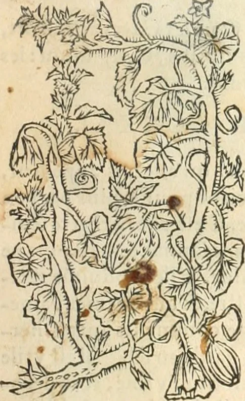 An illustration from [Les six livres de Pedacion Dioscoride d'Anazarbe de la matiere medicinale : translatez de latin en françois : a chacun chapitre sont aioustees certaines annotations fort doctes, & recueillies des plus excellens medecins, anciens, & modernes, 1553, leaf 156