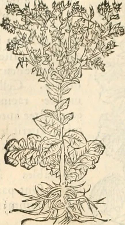 An illustration from [Les six livres de Pedacion Dioscoride d'Anazarbe de la matiere medicinale : translatez de latin en françois : a chacun chapitre sont aioustees certaines annotations fort doctes, & recueillies des plus excellens medecins, anciens, & modernes, 1553, leaf 157