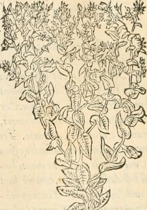 An illustration from [Les six livres de Pedacion Dioscoride d'Anazarbe de la matiere medicinale : translatez de latin en françois : a chacun chapitre sont aioustees certaines annotations fort doctes, & recueillies des plus excellens medecins, anciens, & modernes, 1553, leaf 157