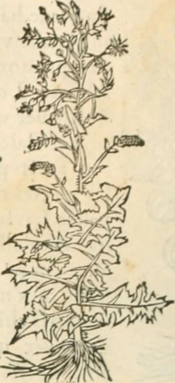 An illustration from [Les six livres de Pedacion Dioscoride d'Anazarbe de la matiere medicinale : translatez de latin en françois : a chacun chapitre sont aioustees certaines annotations fort doctes, & recueillies des plus excellens medecins, anciens, & modernes, 1553, leaf 157