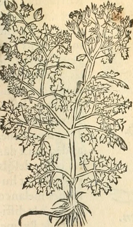 An illustration from [Les six livres de Pedacion Dioscoride d'Anazarbe de la matiere medicinale : translatez de latin en françois : a chacun chapitre sont aioustees certaines annotations fort doctes, & recueillies des plus excellens medecins, anciens, & modernes, 1553, leaf 158