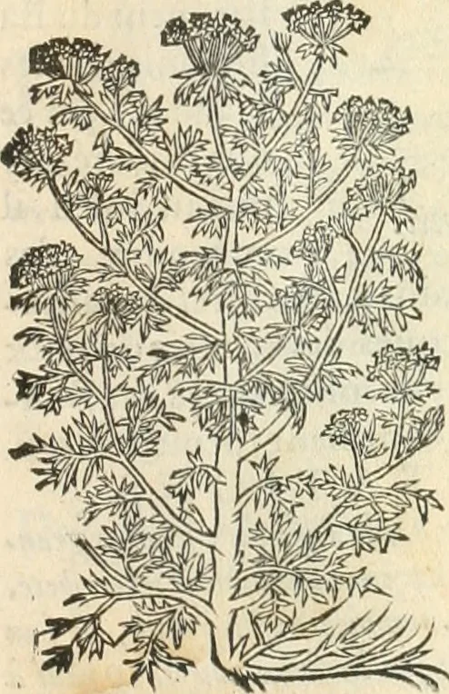 An illustration from [Les six livres de Pedacion Dioscoride d'Anazarbe de la matiere medicinale : translatez de latin en françois : a chacun chapitre sont aioustees certaines annotations fort doctes, & recueillies des plus excellens medecins, anciens, & modernes, 1553, leaf 158