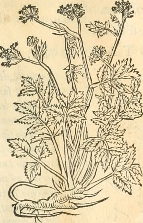 An illustration from [Les six livres de Pedacion Dioscoride d'Anazarbe de la matiere medicinale : translatez de latin en françois : a chacun chapitre sont aioustees certaines annotations fort doctes, & recueillies des plus excellens medecins, anciens, & modernes, 1553, leaf 158
