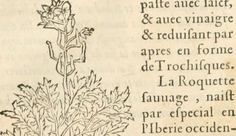 An illustration from [Les six livres de Pedacion Dioscoride d'Anazarbe de la matiere medicinale : translatez de latin en françois : a chacun chapitre sont aioustees certaines annotations fort doctes, & recueillies des plus excellens medecins, anciens, & modernes, 1553, leaf 159