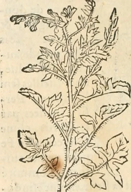 An illustration from [Les six livres de Pedacion Dioscoride d'Anazarbe de la matiere medicinale : translatez de latin en françois : a chacun chapitre sont aioustees certaines annotations fort doctes, & recueillies des plus excellens medecins, anciens, & modernes, 1553, leaf 159