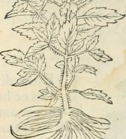 An illustration from [Les six livres de Pedacion Dioscoride d'Anazarbe de la matiere medicinale : translatez de latin en françois : a chacun chapitre sont aioustees certaines annotations fort doctes, & recueillies des plus excellens medecins, anciens, & modernes, 1553, leaf 159