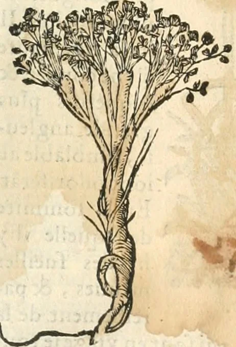 An illustration from [Les six livres de Pedacion Dioscoride d'Anazarbe de la matiere medicinale : translatez de latin en françois : a chacun chapitre sont aioustees certaines annotations fort doctes, & recueillies des plus excellens medecins, anciens, & modernes, 1553, leaf 16