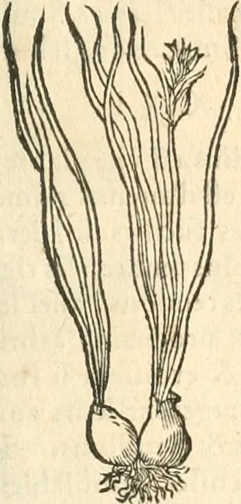 An illustration from [Les six livres de Pedacion Dioscoride d'Anazarbe de la matiere medicinale : translatez de latin en françois : a chacun chapitre sont aioustees certaines annotations fort doctes, & recueillies des plus excellens medecins, anciens, & modernes, 1553, leaf 160