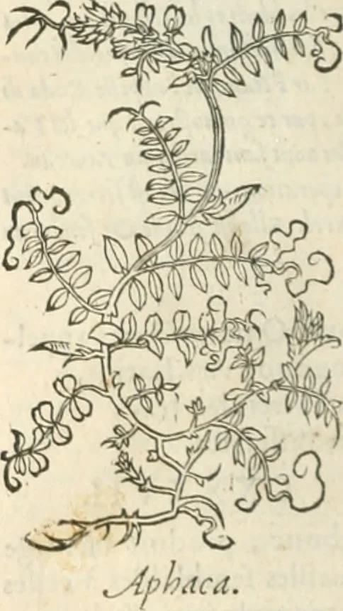 An illustration from [Les six livres de Pedacion Dioscoride d'Anazarbe de la matiere medicinale : translatez de latin en françois : a chacun chapitre sont aioustees certaines annotations fort doctes, & recueillies des plus excellens medecins, anciens, & modernes, 1553, leaf 161