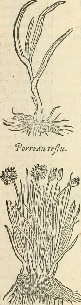 An illustration from [Les six livres de Pedacion Dioscoride d'Anazarbe de la matiere medicinale : translatez de latin en françois : a chacun chapitre sont aioustees certaines annotations fort doctes, & recueillies des plus excellens medecins, anciens, & modernes, 1553, leaf 162
