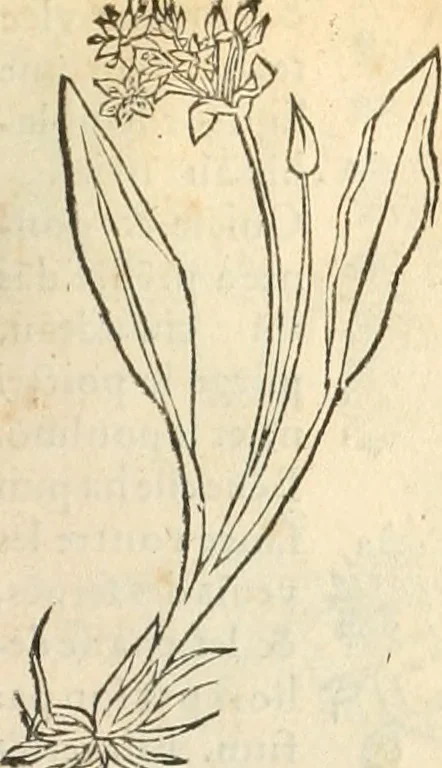 An illustration from [Les six livres de Pedacion Dioscoride d'Anazarbe de la matiere medicinale : translatez de latin en françois : a chacun chapitre sont aioustees certaines annotations fort doctes, & recueillies des plus excellens medecins, anciens, & modernes, 1553, leaf 164