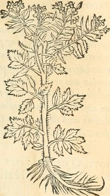 An illustration from [Les six livres de Pedacion Dioscoride d'Anazarbe de la matiere medicinale : translatez de latin en françois : a chacun chapitre sont aioustees certaines annotations fort doctes, & recueillies des plus excellens medecins, anciens, & modernes, 1553, leaf 164