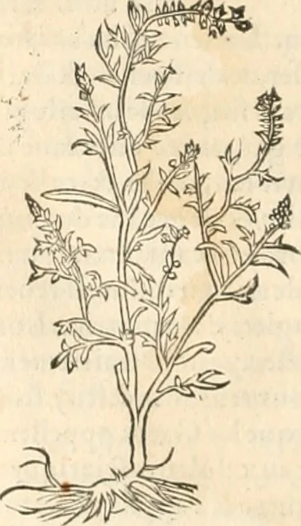 An illustration from [Les six livres de Pedacion Dioscoride d'Anazarbe de la matiere medicinale : translatez de latin en françois : a chacun chapitre sont aioustees certaines annotations fort doctes, & recueillies des plus excellens medecins, anciens, & modernes, 1553, leaf 165