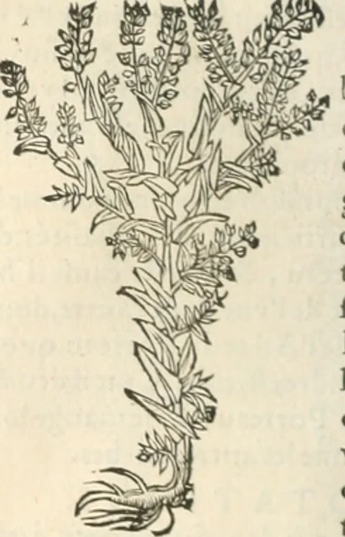 An illustration from [Les six livres de Pedacion Dioscoride d'Anazarbe de la matiere medicinale : translatez de latin en françois : a chacun chapitre sont aioustees certaines annotations fort doctes, & recueillies des plus excellens medecins, anciens, & modernes, 1553, leaf 165