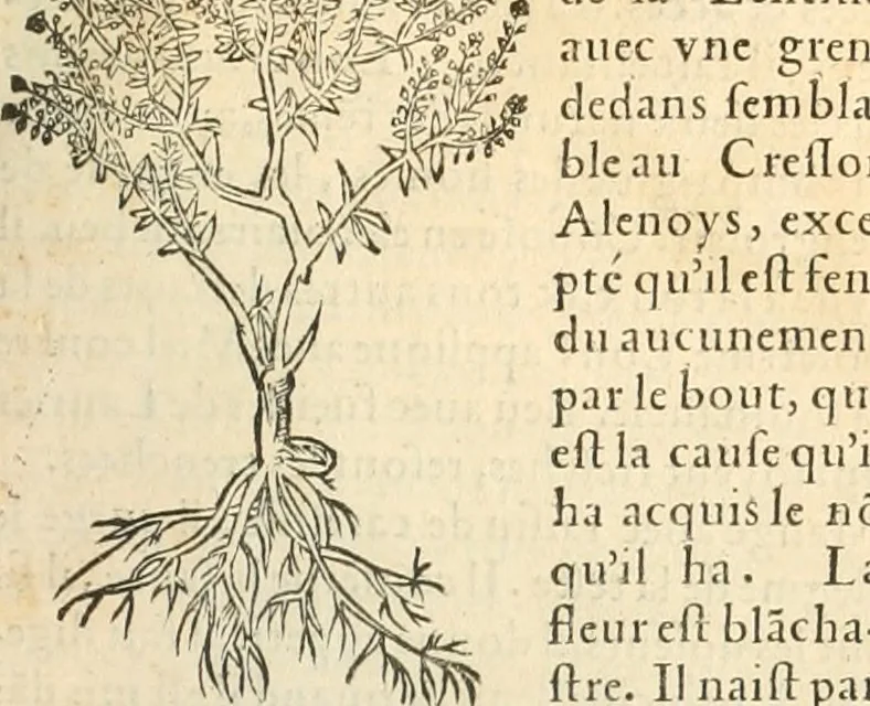 An illustration from [Les six livres de Pedacion Dioscoride d'Anazarbe de la matiere medicinale : translatez de latin en françois : a chacun chapitre sont aioustees certaines annotations fort doctes, & recueillies des plus excellens medecins, anciens, & modernes, 1553, leaf 166
