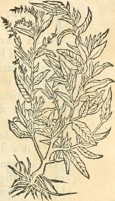 An illustration from [Les six livres de Pedacion Dioscoride d'Anazarbe de la matiere medicinale : translatez de latin en françois : a chacun chapitre sont aioustees certaines annotations fort doctes, & recueillies des plus excellens medecins, anciens, & modernes, 1553, leaf 168