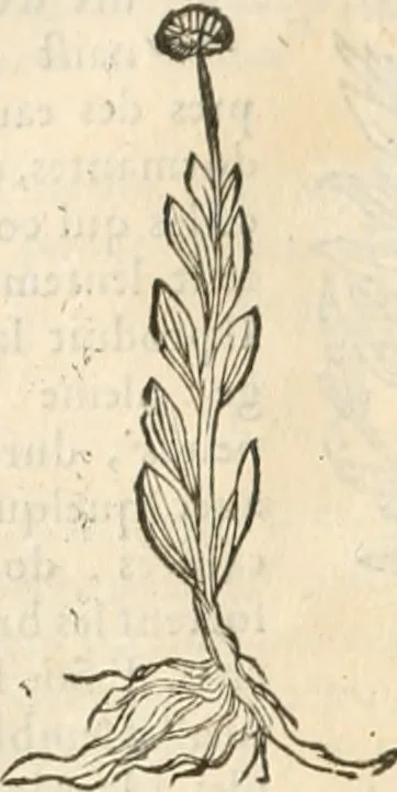 An illustration from [Les six livres de Pedacion Dioscoride d'Anazarbe de la matiere medicinale : translatez de latin en françois : a chacun chapitre sont aioustees certaines annotations fort doctes, & recueillies des plus excellens medecins, anciens, & modernes, 1553, leaf 169