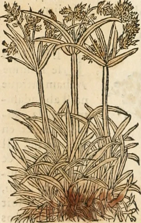 An illustration from [Les six livres de Pedacion Dioscoride d'Anazarbe de la matiere medicinale : translatez de latin en françois : a chacun chapitre sont aioustees certaines annotations fort doctes, & recueillies des plus excellens medecins, anciens, & modernes, 1553, leaf 17