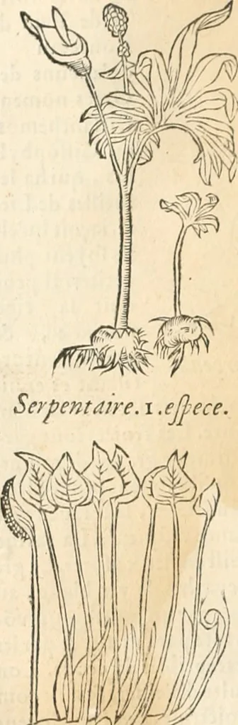An illustration from [Les six livres de Pedacion Dioscoride d'Anazarbe de la matiere medicinale : translatez de latin en françois : a chacun chapitre sont aioustees certaines annotations fort doctes, & recueillies des plus excellens medecins, anciens, & modernes, 1553, leaf 171