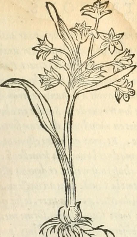An illustration from [Les six livres de Pedacion Dioscoride d'Anazarbe de la matiere medicinale : translatez de latin en françois : a chacun chapitre sont aioustees certaines annotations fort doctes, & recueillies des plus excellens medecins, anciens, & modernes, 1553, leaf 174