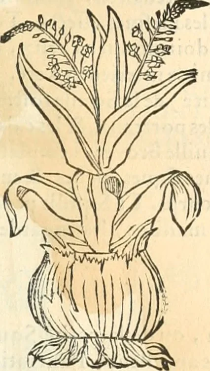 An illustration from [Les six livres de Pedacion Dioscoride d'Anazarbe de la matiere medicinale : translatez de latin en françois : a chacun chapitre sont aioustees certaines annotations fort doctes, & recueillies des plus excellens medecins, anciens, & modernes, 1553, leaf 174