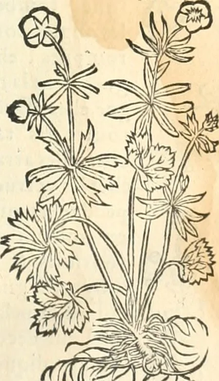 An illustration from [Les six livres de Pedacion Dioscoride d'Anazarbe de la matiere medicinale : translatez de latin en françois : a chacun chapitre sont aioustees certaines annotations fort doctes, & recueillies des plus excellens medecins, anciens, & modernes, 1553, leaf 176