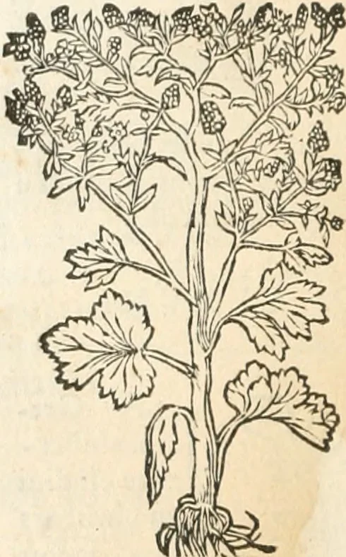 An illustration from [Les six livres de Pedacion Dioscoride d'Anazarbe de la matiere medicinale : translatez de latin en françois : a chacun chapitre sont aioustees certaines annotations fort doctes, & recueillies des plus excellens medecins, anciens, & modernes, 1553, leaf 177