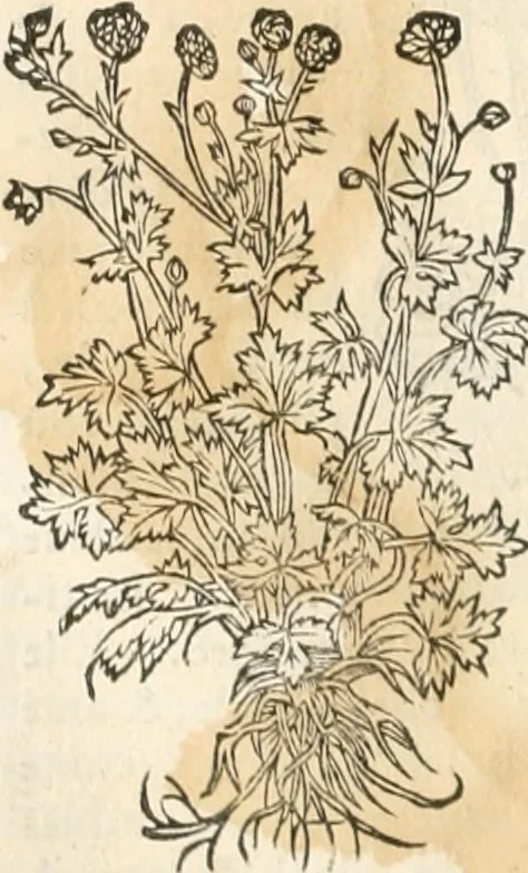 An illustration from [Les six livres de Pedacion Dioscoride d'Anazarbe de la matiere medicinale : translatez de latin en françois : a chacun chapitre sont aioustees certaines annotations fort doctes, & recueillies des plus excellens medecins, anciens, & modernes, 1553, leaf 177