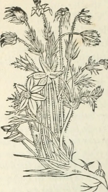 An illustration from [Les six livres de Pedacion Dioscoride d'Anazarbe de la matiere medicinale : translatez de latin en françois : a chacun chapitre sont aioustees certaines annotations fort doctes, & recueillies des plus excellens medecins, anciens, & modernes, 1553, leaf 177