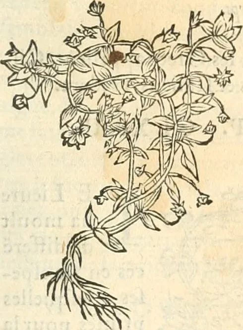 An illustration from [Les six livres de Pedacion Dioscoride d'Anazarbe de la matiere medicinale : translatez de latin en françois : a chacun chapitre sont aioustees certaines annotations fort doctes, & recueillies des plus excellens medecins, anciens, & modernes, 1553, leaf 178