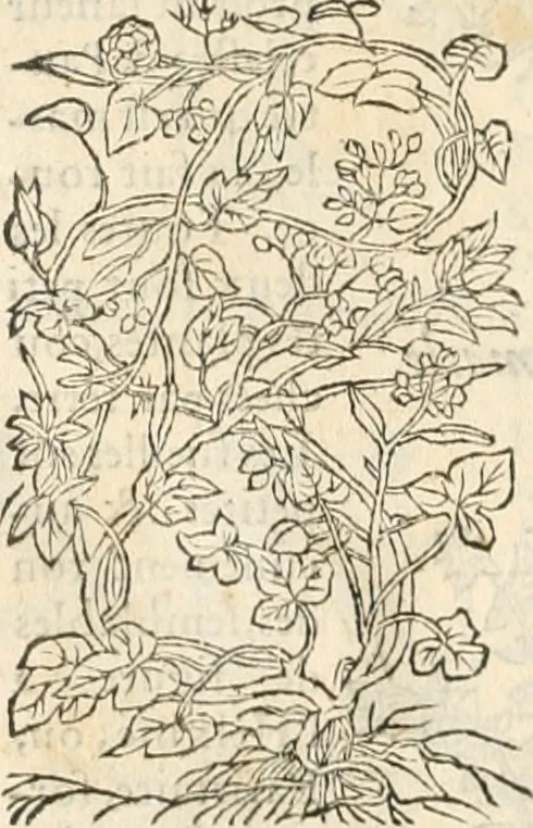 An illustration from [Les six livres de Pedacion Dioscoride d'Anazarbe de la matiere medicinale : translatez de latin en françois : a chacun chapitre sont aioustees certaines annotations fort doctes, & recueillies des plus excellens medecins, anciens, & modernes, 1553, leaf 179