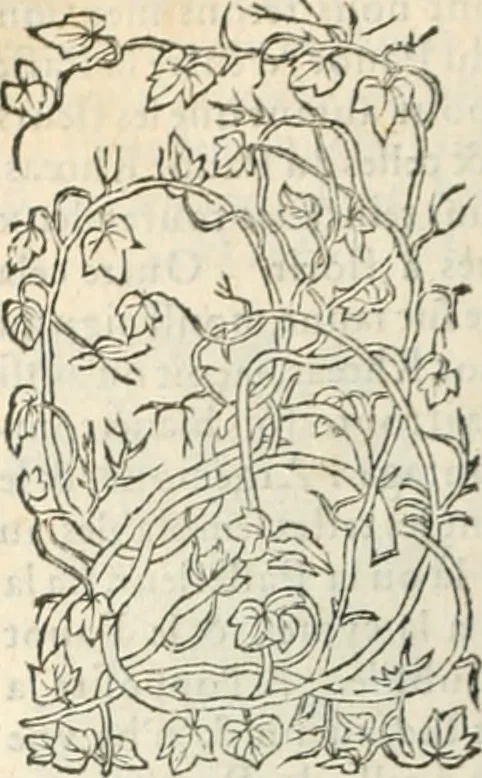 An illustration from [Les six livres de Pedacion Dioscoride d'Anazarbe de la matiere medicinale : translatez de latin en françois : a chacun chapitre sont aioustees certaines annotations fort doctes, & recueillies des plus excellens medecins, anciens, & modernes, 1553, leaf 179