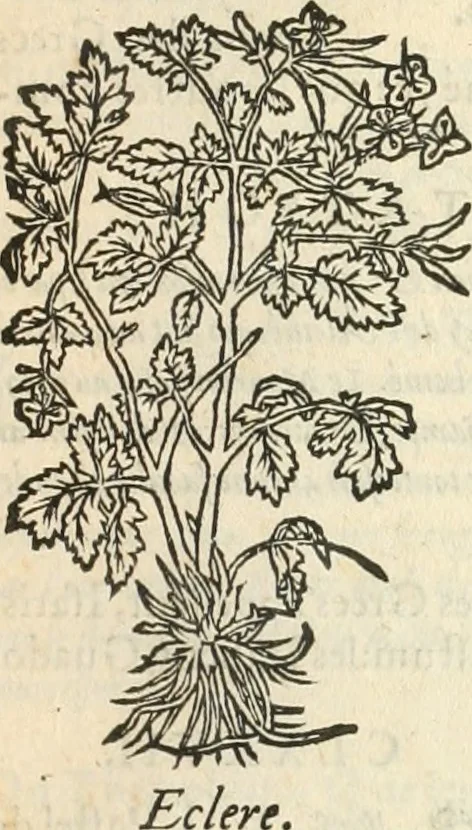 An illustration from [Les six livres de Pedacion Dioscoride d'Anazarbe de la matiere medicinale : translatez de latin en françois : a chacun chapitre sont aioustees certaines annotations fort doctes, & recueillies des plus excellens medecins, anciens, & modernes, 1553, leaf 180