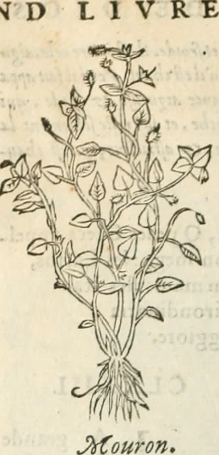 An illustration from [Les six livres de Pedacion Dioscoride d'Anazarbe de la matiere medicinale : translatez de latin en françois : a chacun chapitre sont aioustees certaines annotations fort doctes, & recueillies des plus excellens medecins, anciens, & modernes, 1553, leaf 181