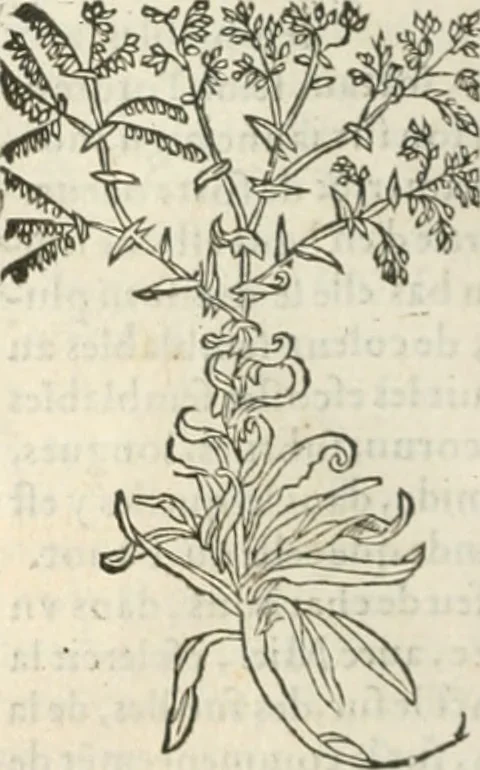 An illustration from [Les six livres de Pedacion Dioscoride d'Anazarbe de la matiere medicinale : translatez de latin en françois : a chacun chapitre sont aioustees certaines annotations fort doctes, & recueillies des plus excellens medecins, anciens, & modernes, 1553, leaf 181