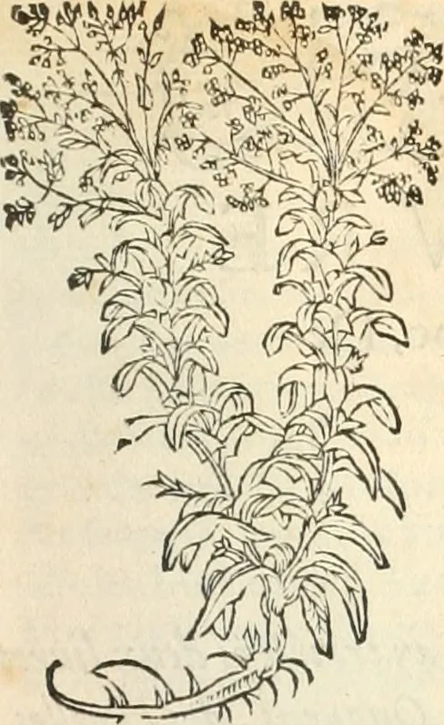 An illustration from [Les six livres de Pedacion Dioscoride d'Anazarbe de la matiere medicinale : translatez de latin en françois : a chacun chapitre sont aioustees certaines annotations fort doctes, & recueillies des plus excellens medecins, anciens, & modernes, 1553, leaf 182