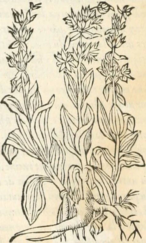 An illustration from [Les six livres de Pedacion Dioscoride d'Anazarbe de la matiere medicinale : translatez de latin en françois : a chacun chapitre sont aioustees certaines annotations fort doctes, & recueillies des plus excellens medecins, anciens, & modernes, 1553, leaf 185