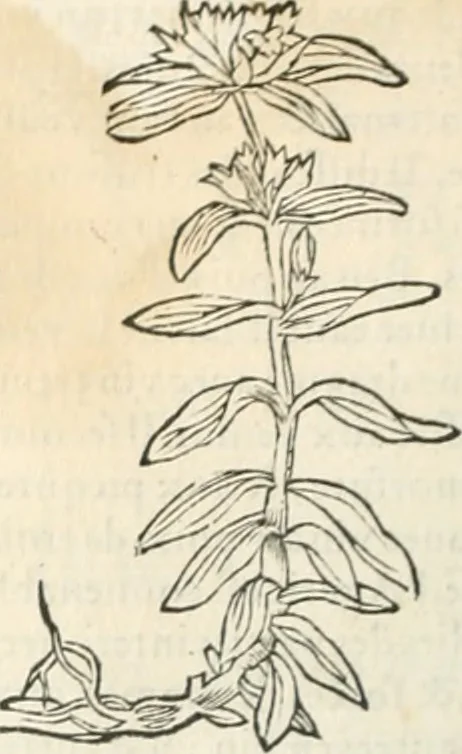 An illustration from [Les six livres de Pedacion Dioscoride d'Anazarbe de la matiere medicinale : translatez de latin en françois : a chacun chapitre sont aioustees certaines annotations fort doctes, & recueillies des plus excellens medecins, anciens, & modernes, 1553, leaf 185