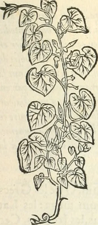 An illustration from [Les six livres de Pedacion Dioscoride d'Anazarbe de la matiere medicinale : translatez de latin en françois : a chacun chapitre sont aioustees certaines annotations fort doctes, & recueillies des plus excellens medecins, anciens, & modernes, 1553, leaf 186