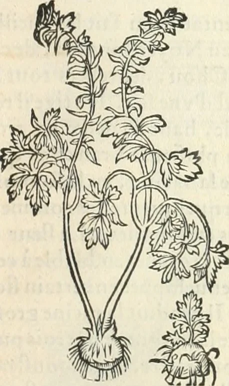 An illustration from [Les six livres de Pedacion Dioscoride d'Anazarbe de la matiere medicinale : translatez de latin en françois : a chacun chapitre sont aioustees certaines annotations fort doctes, & recueillies des plus excellens medecins, anciens, & modernes, 1553, leaf 186