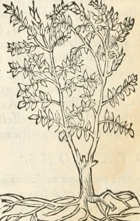 An illustration from [Les six livres de Pedacion Dioscoride d'Anazarbe de la matiere medicinale : translatez de latin en françois : a chacun chapitre sont aioustees certaines annotations fort doctes, & recueillies des plus excellens medecins, anciens, & modernes, 1553, leaf 187