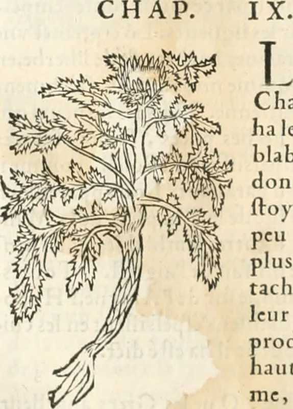 An illustration from [Les six livres de Pedacion Dioscoride d'Anazarbe de la matiere medicinale : translatez de latin en françois : a chacun chapitre sont aioustees certaines annotations fort doctes, & recueillies des plus excellens medecins, anciens, & modernes, 1553, leaf 189