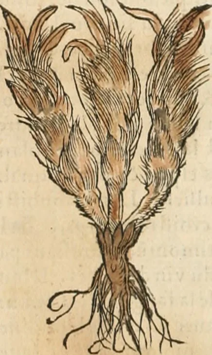 An illustration from [Les six livres de Pedacion Dioscoride d'Anazarbe de la matiere medicinale : translatez de latin en françois : a chacun chapitre sont aioustees certaines annotations fort doctes, & recueillies des plus excellens medecins, anciens, & modernes, 1553, leaf 19