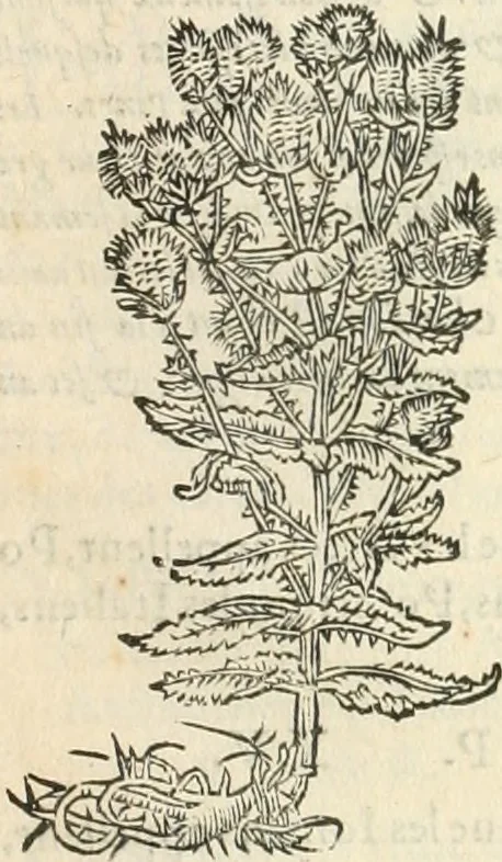 An illustration from [Les six livres de Pedacion Dioscoride d'Anazarbe de la matiere medicinale : translatez de latin en françois : a chacun chapitre sont aioustees certaines annotations fort doctes, & recueillies des plus excellens medecins, anciens, & modernes, 1553, leaf 190