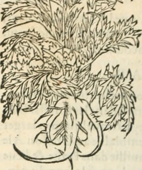 An illustration from [Les six livres de Pedacion Dioscoride d'Anazarbe de la matiere medicinale : translatez de latin en françois : a chacun chapitre sont aioustees certaines annotations fort doctes, & recueillies des plus excellens medecins, anciens, & modernes, 1553, leaf 191